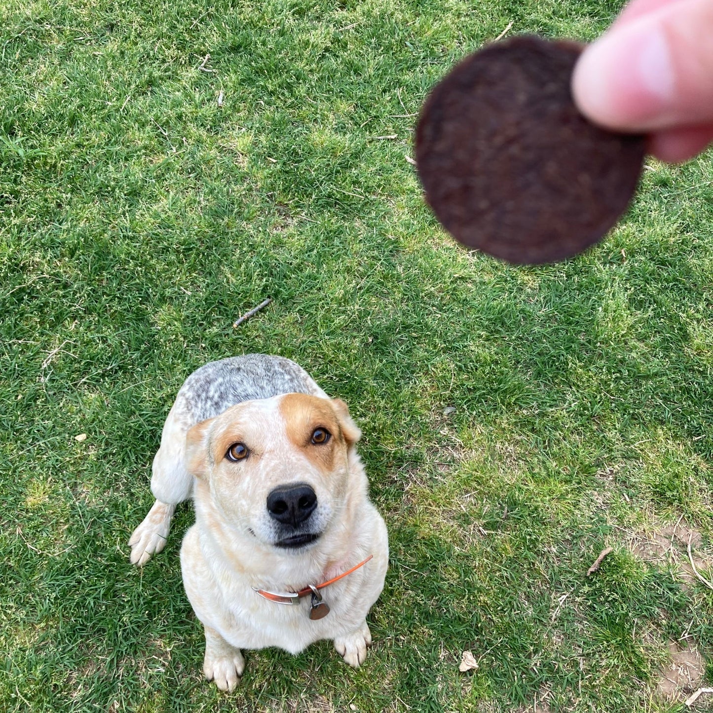 Beef Chips Dog Treats | Single-Ingredient Healthy Treats for Dogs