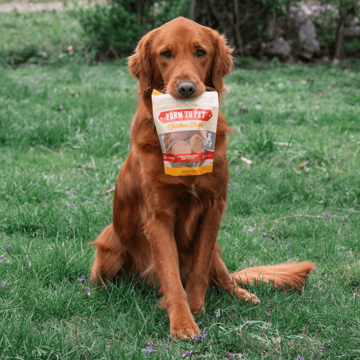 Chicken Chips for Dogs | All-Natural Single-Ingredient Dog Treats